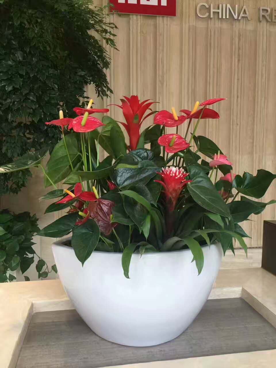 盆景花卉租赁中花卉搭配的技巧