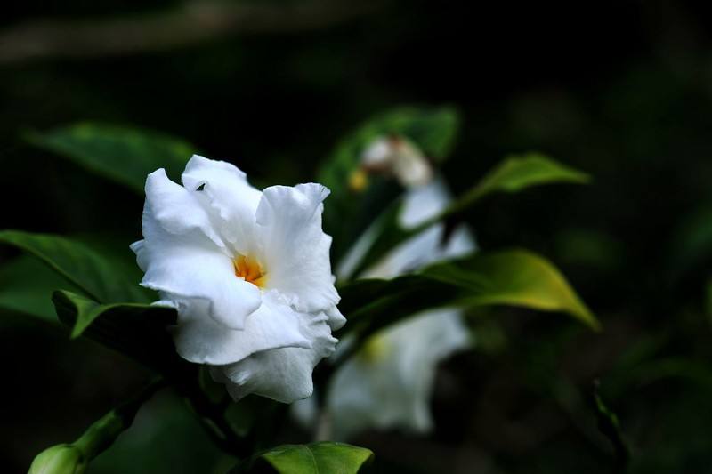 西安嘉禾苗圃盆栽花卉租摆狗牙花养殖方法