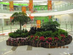 绿植租摆：打造绿色办公生活！