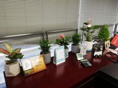 长安国际京东办公室花卉租赁