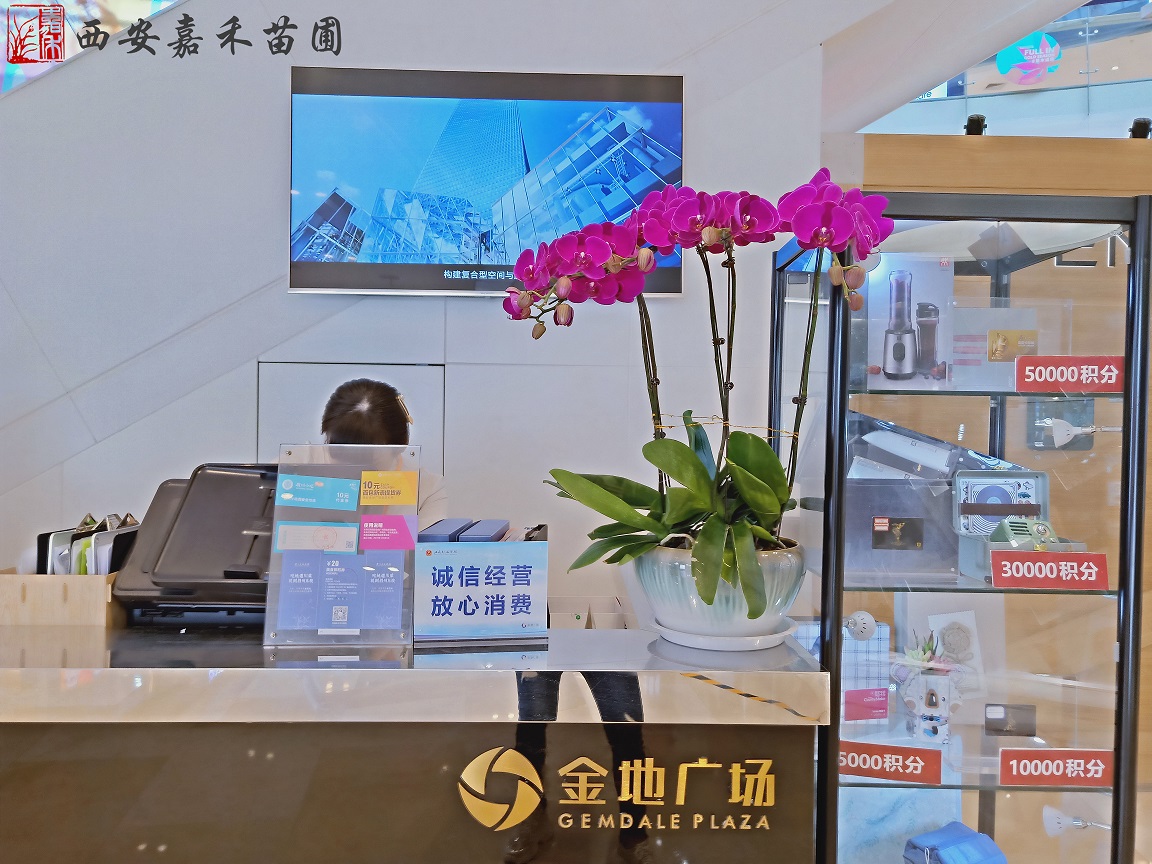 西安金地广场绿植摆放