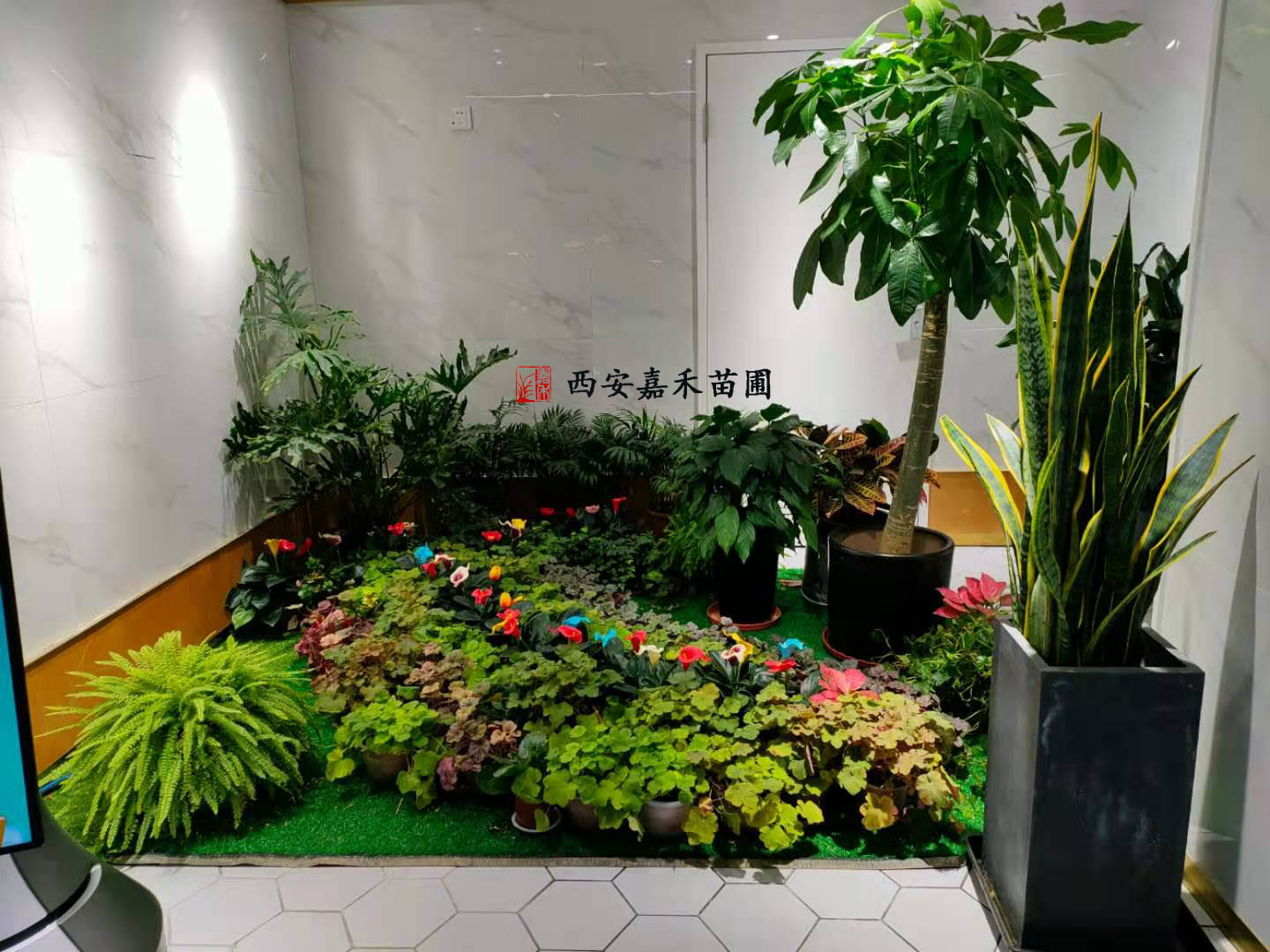 元旦花卉绿植租赁