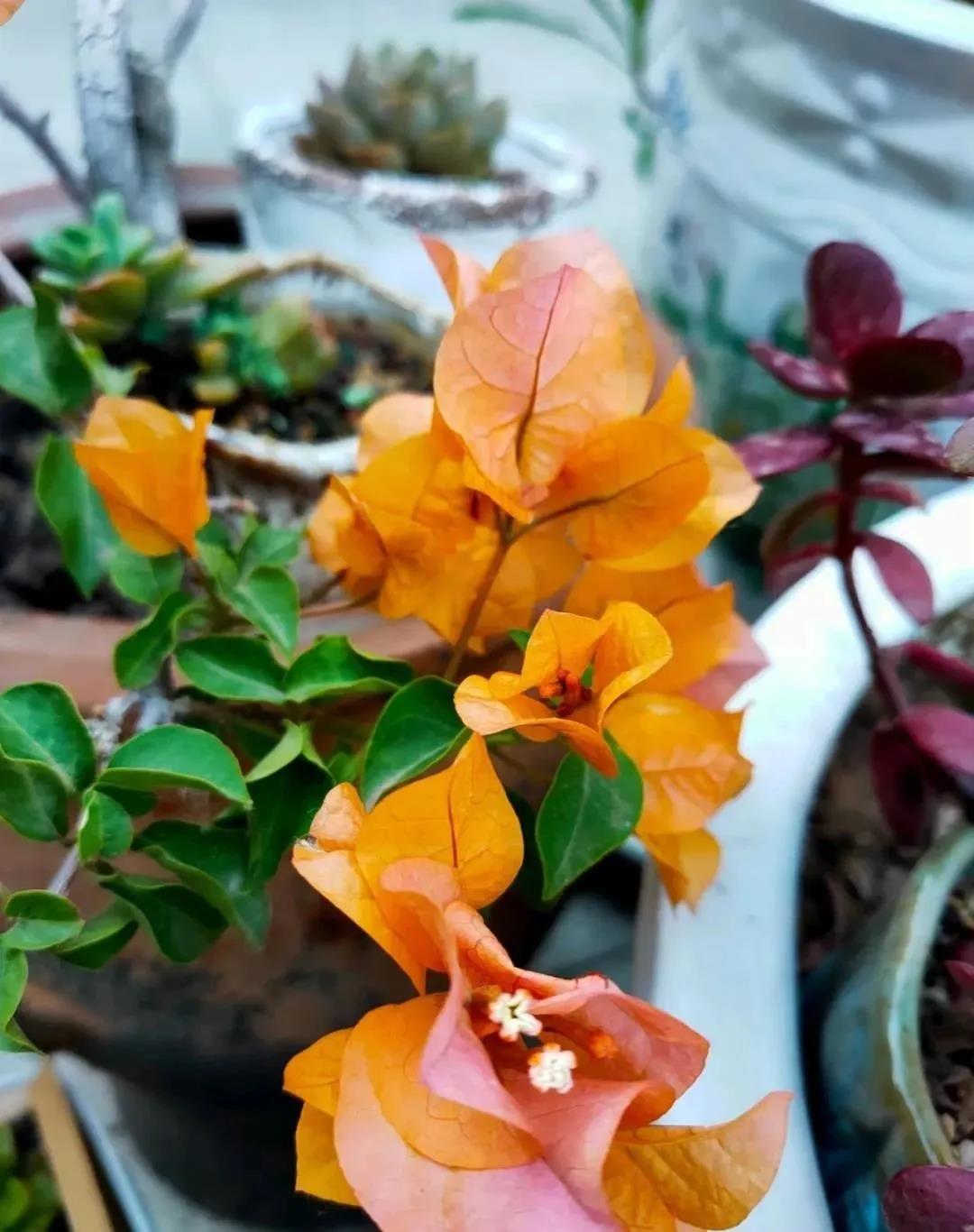 西安绿植租赁三角梅|西安嘉禾苗圃