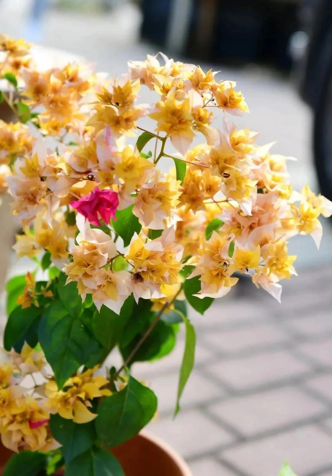 西安花卉租赁三角梅|西安嘉禾苗圃