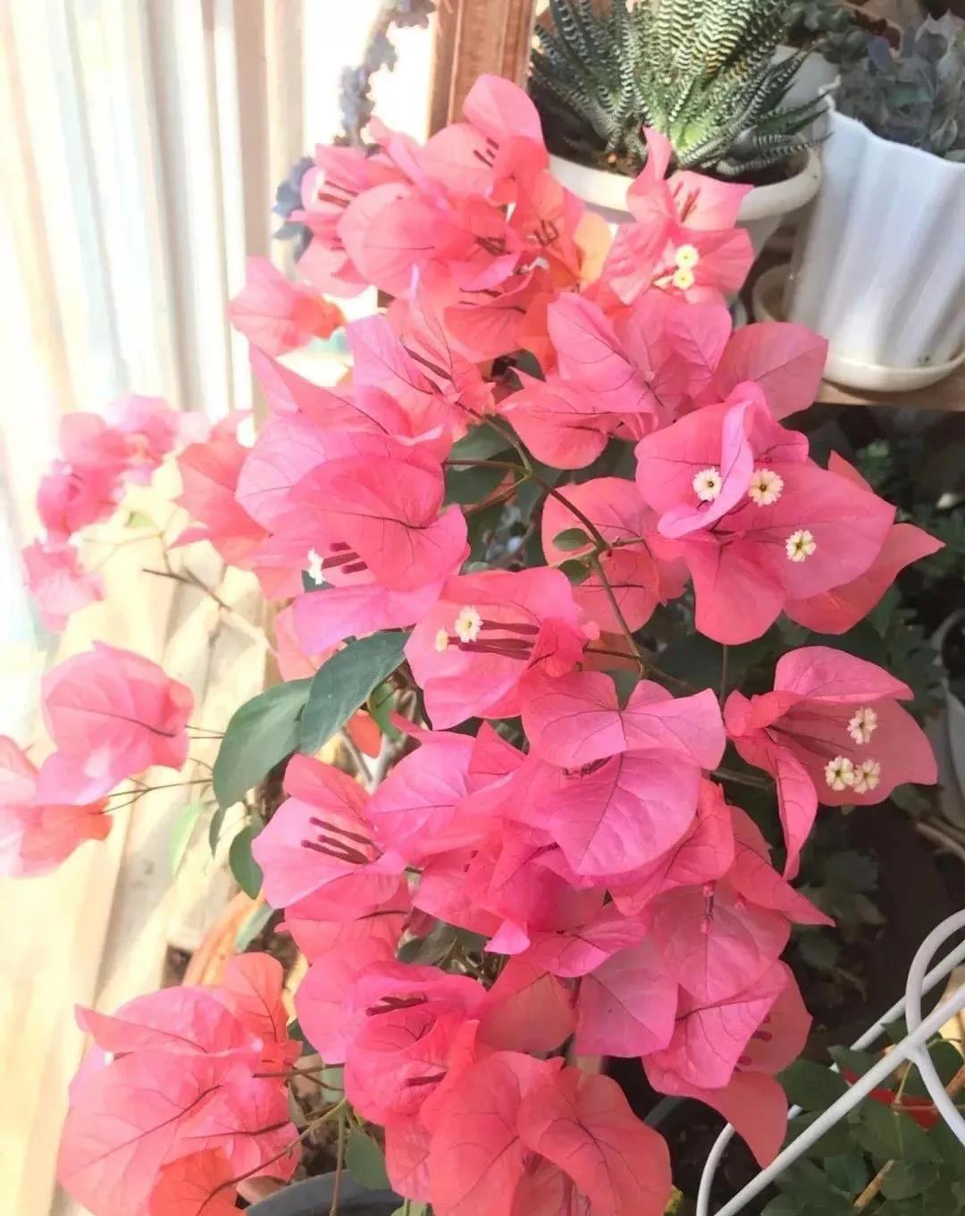 西安花卉租赁|西安嘉禾苗圃