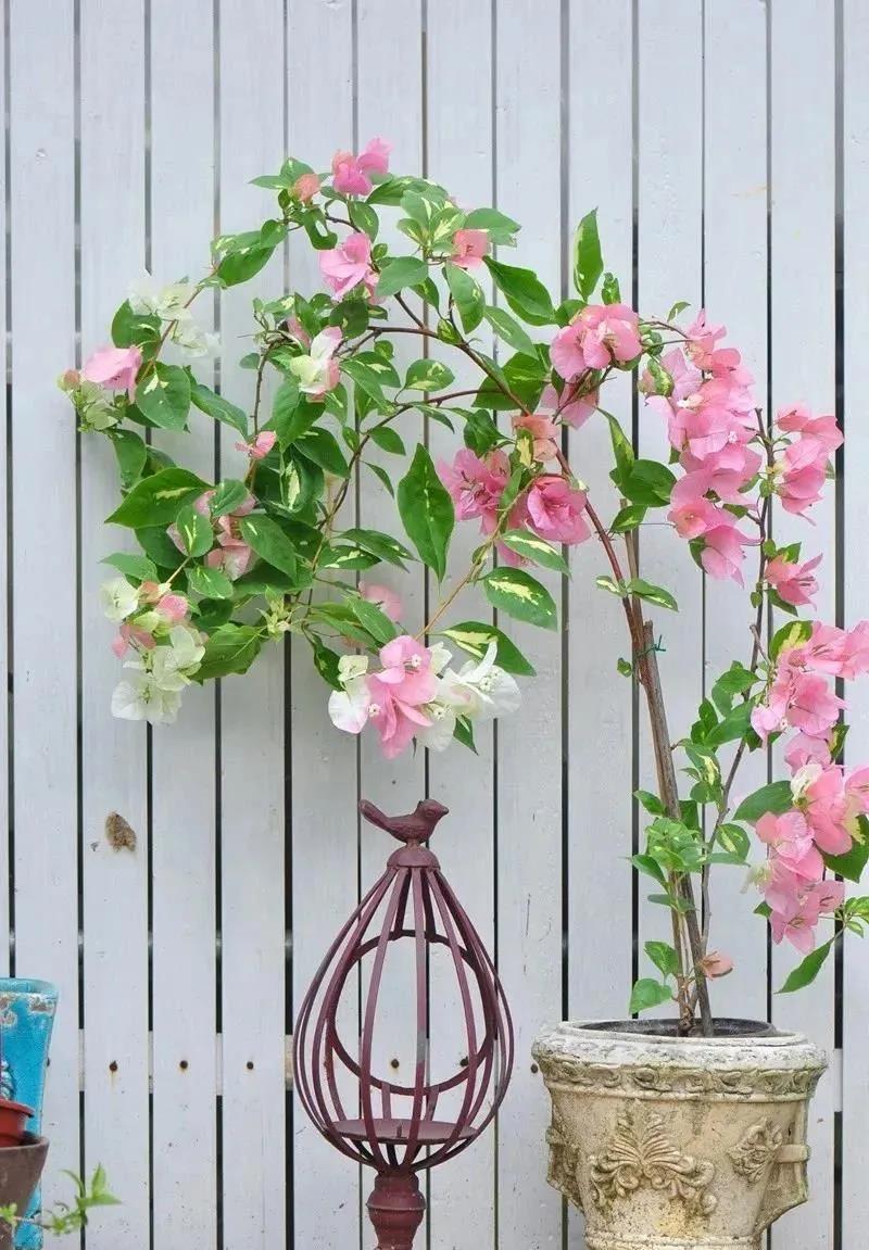 西安花卉租摆|三角梅|西安嘉禾苗圃