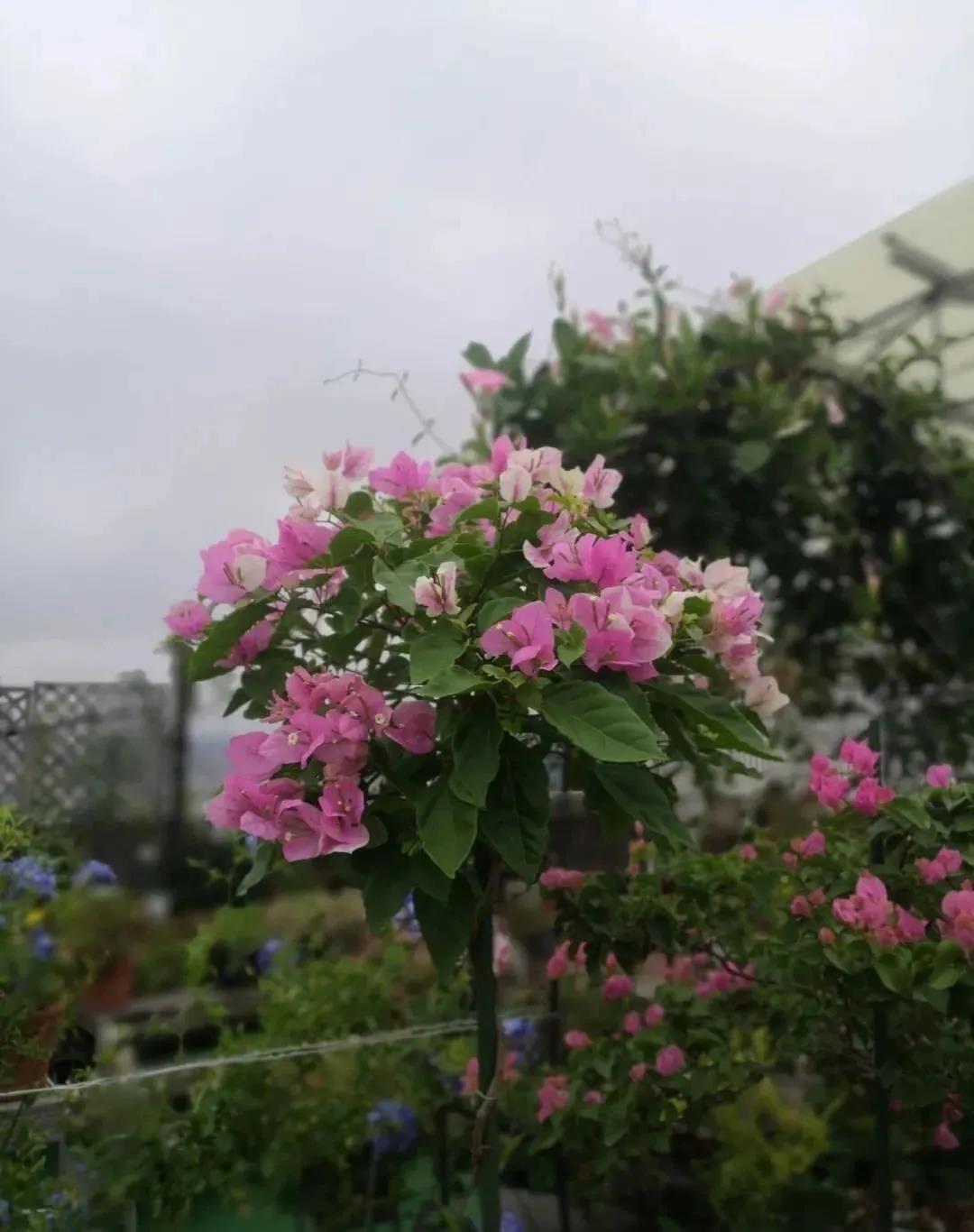 西安花卉租摆|西安嘉禾苗圃
