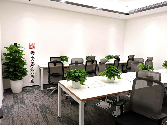 西安办公会议室绿植花卉租赁|西安嘉禾苗圃