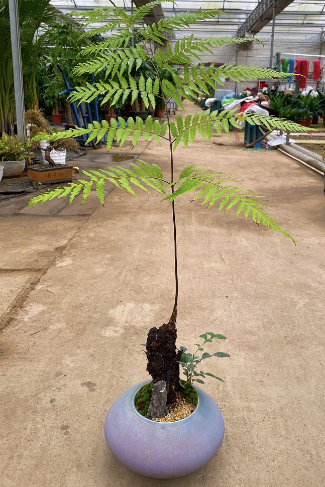 西安绿植租摆猴头蕨的养护方法