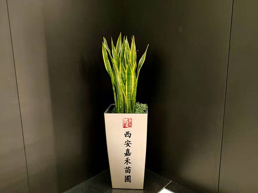 西安绿植租摆虎皮兰的养护方法和注意事项