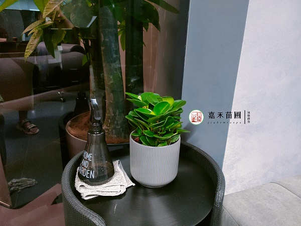 绿植租赁套餐西安