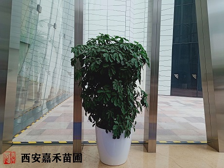 西安西安植物花卉租摆公司