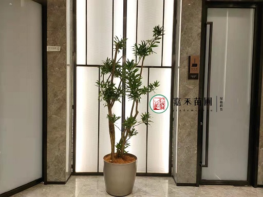 西安售楼部绿植租赁公司|西安嘉禾苗圃
