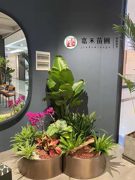 西安公司大堂绿植租摆哪家好|西安嘉禾苗圃