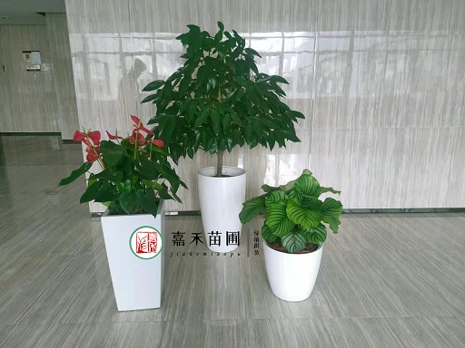 西安办公室绿植租摆植物养护问题