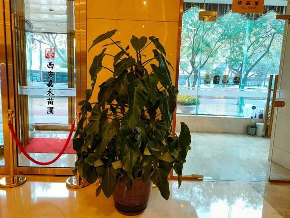 西安酒店绿植租赁软装设计鲜花绿植的选择技巧
