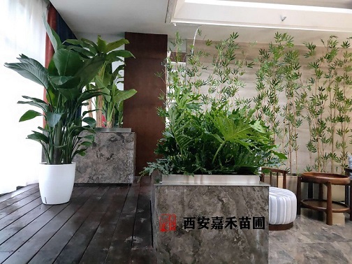 绿植租摆花卉|西安嘉禾苗圃