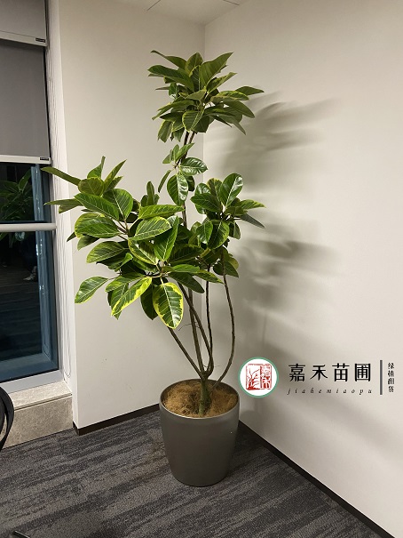 室内花卉租赁案例|西安嘉禾苗圃