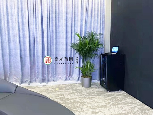 如何用绿植租赁装饰 让室内颜值爆表