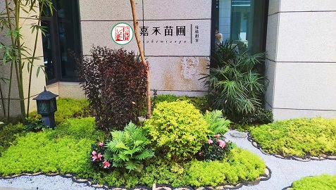 小庭院阳台绿植租赁装饰|西安嘉禾苗圃