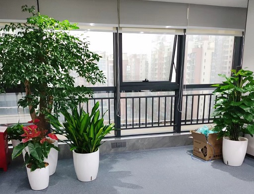 西安绿植花卉租赁服务对室内软装的设计提升！