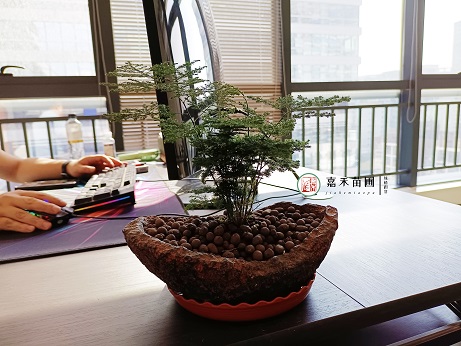 西安绿植租赁室内植物的养护管理方法有哪些？