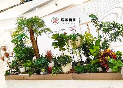 西安花卉绿植租赁：美化生活，绿意环绕