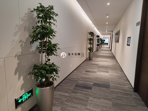 花卉绿植租赁办公室|西安嘉禾苗圃