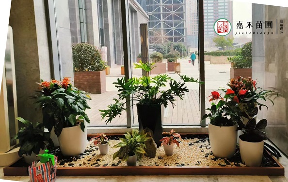 西安绿植租摆公司养护师建议在室内摆放绿植可以改善环境！