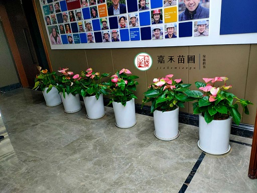 西安办公室花卉绿植租赁图片|西安嘉禾苗圃