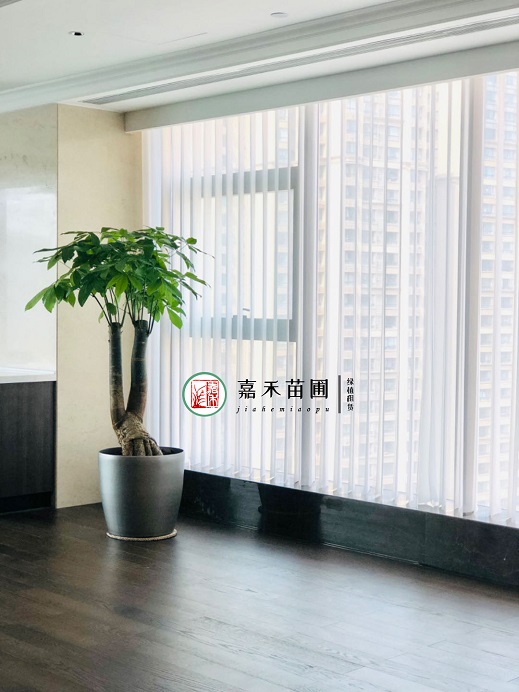 西安花卉租摆图片|西安嘉禾苗圃