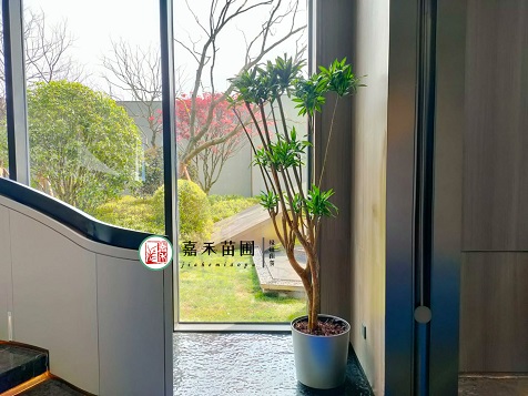 家居绿植租摆设计的7个要点