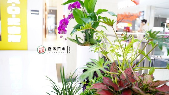 夏天室内绿植租赁的布置设计，教你如何打造室内小花园
