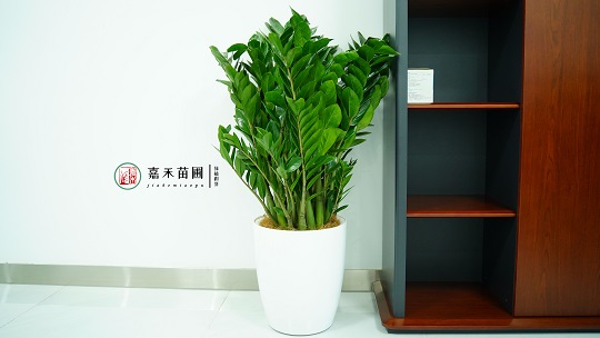 花卉绿植租摆设计|西安嘉禾苗圃