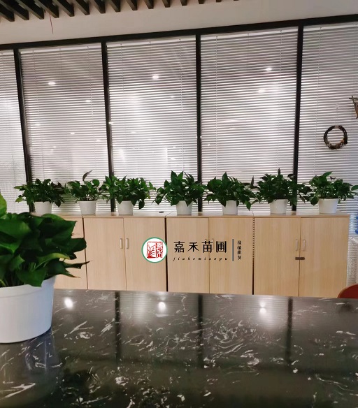 西安写字楼绿植租赁|西安嘉禾苗圃