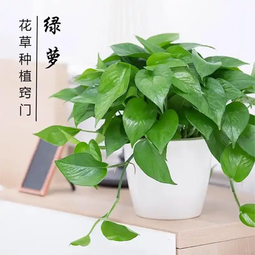 西安嘉禾苗圃