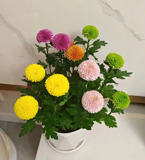 西安嘉禾苗圃