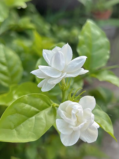 茉莉花几月开花