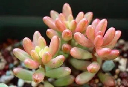虹之玉的养殖方法和注意事项