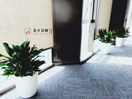 西安绿植租摆商家|西安嘉禾苗圃