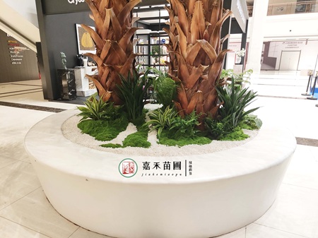 西安绿植租赁更换｜嘉禾苗圃以蕨类雅韵，焕新商场花坛生机